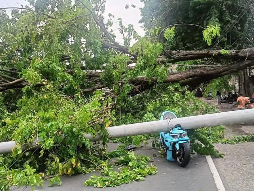 Pohon dan Tiang Listrik Tumbang, Jalan Raya Gempol Pasuruan Sempat Macet